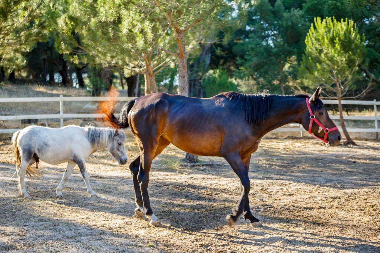 Herdade Da Granja Nova مونتارجيل المظهر الخارجي الصورة